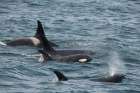 An orca family swimming along Icy Strait- Alaska. Art Print